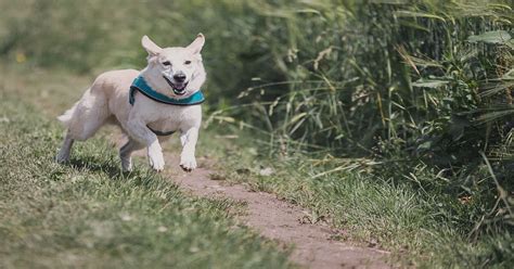 United Kingdom Pet